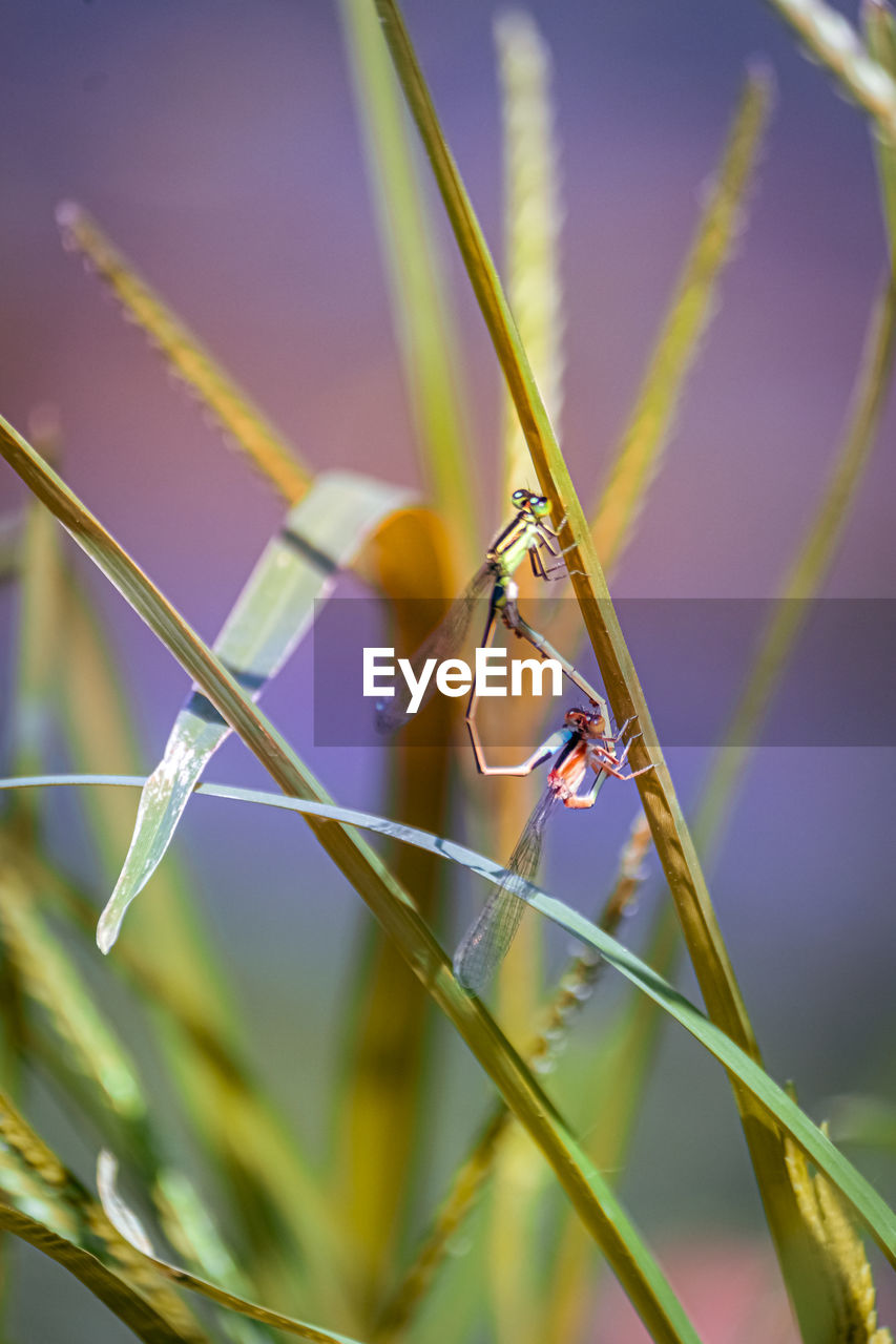 CLOSE-UP OF DRAGONFLY ON BLADE OF GRASS