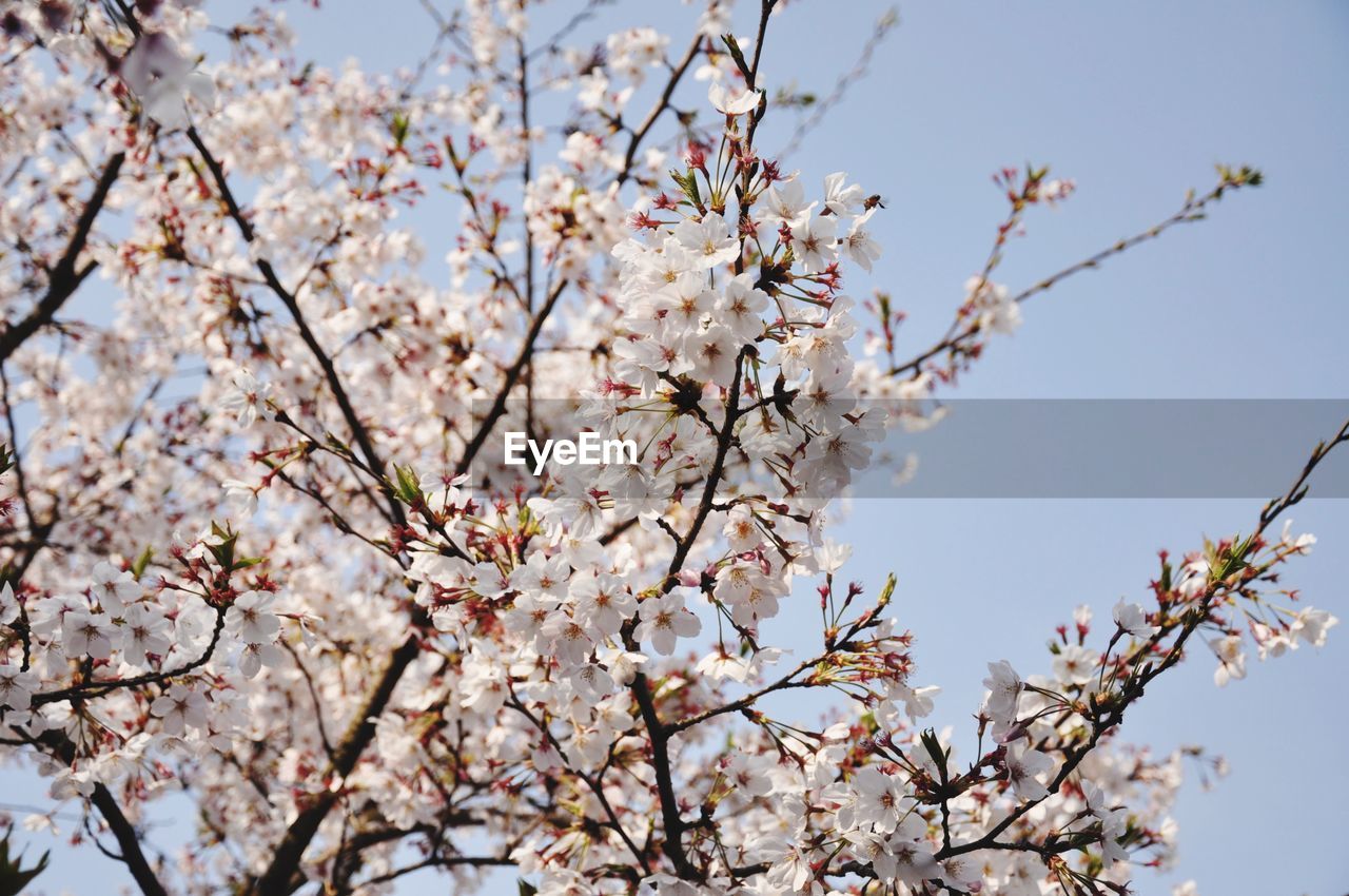 Close-up of cherry blossoms against sky