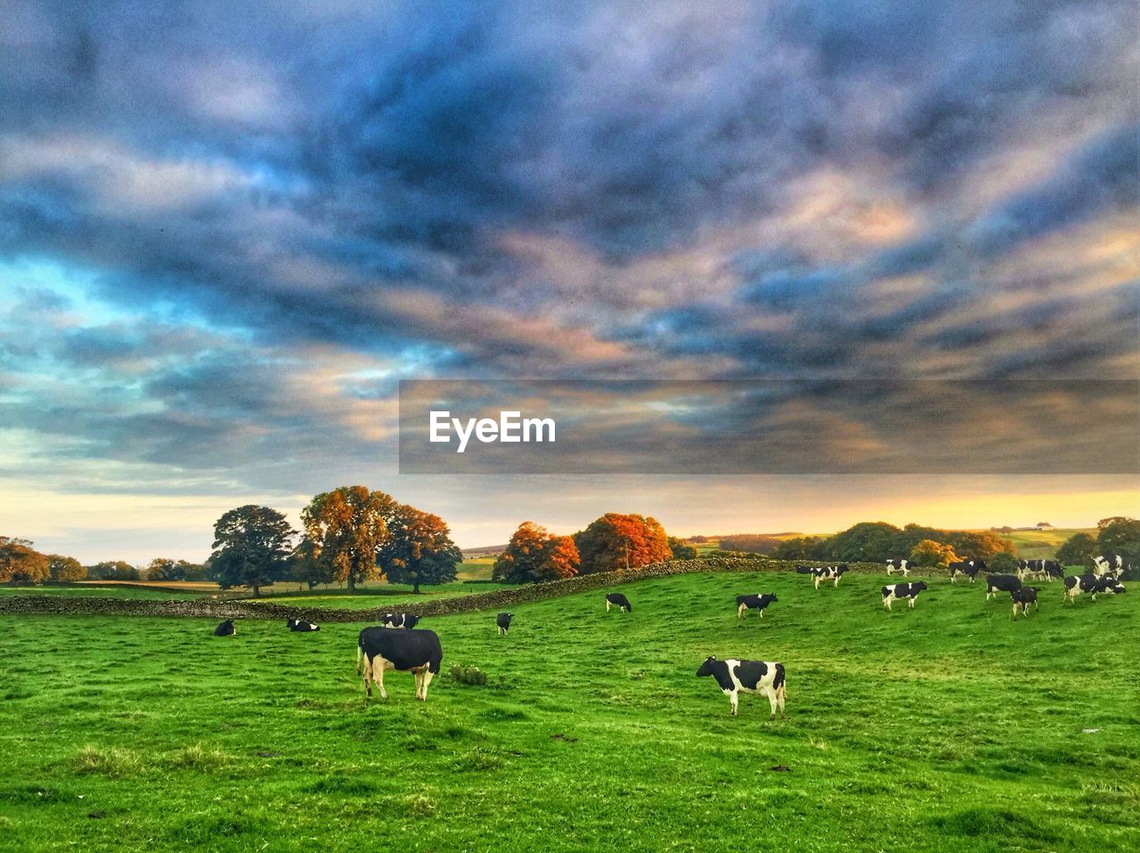 SHEEP GRAZING ON GRASSY FIELD AGAINST CLOUDY SKY