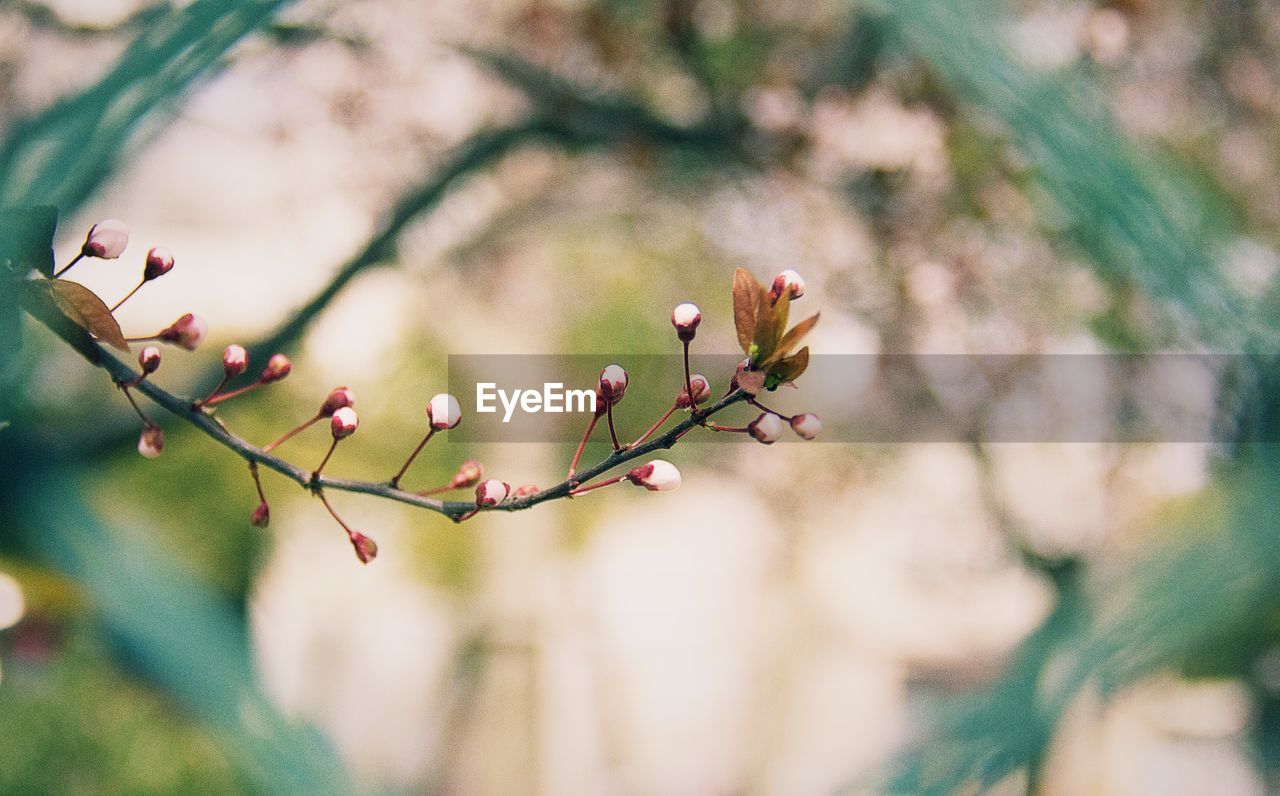 Close-up of buds against blurred background