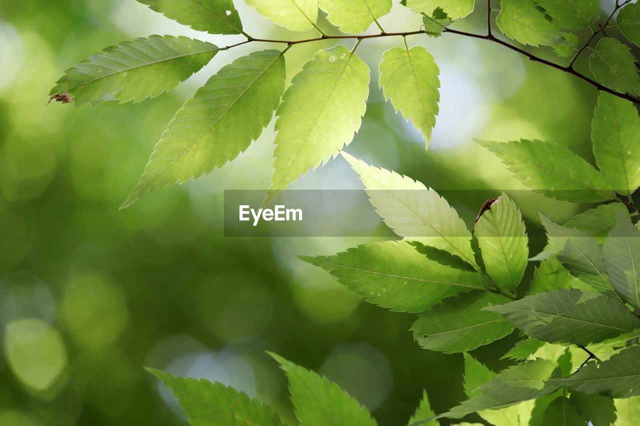 CLOSE-UP OF GREEN LEAVES