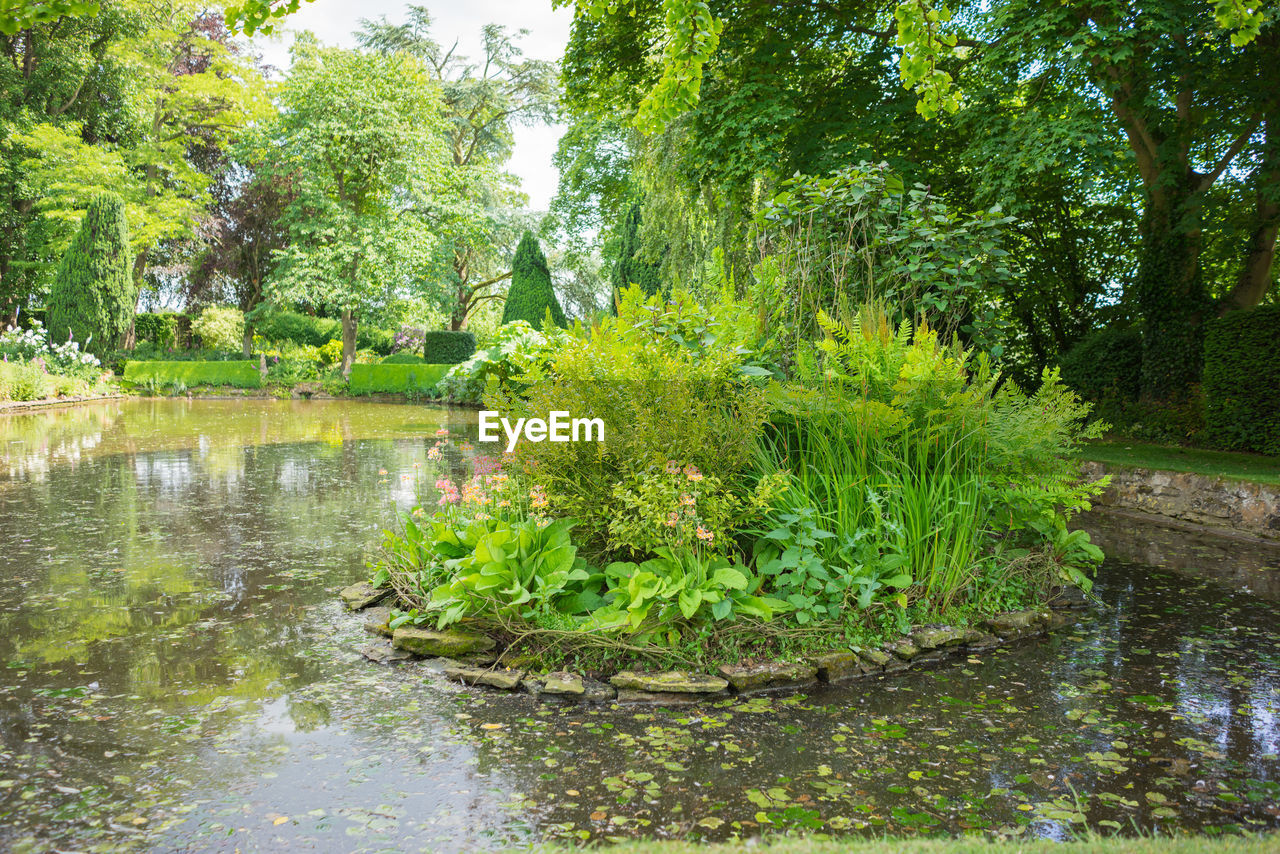PLANTS AND LEAVES FLOATING ON LAKE