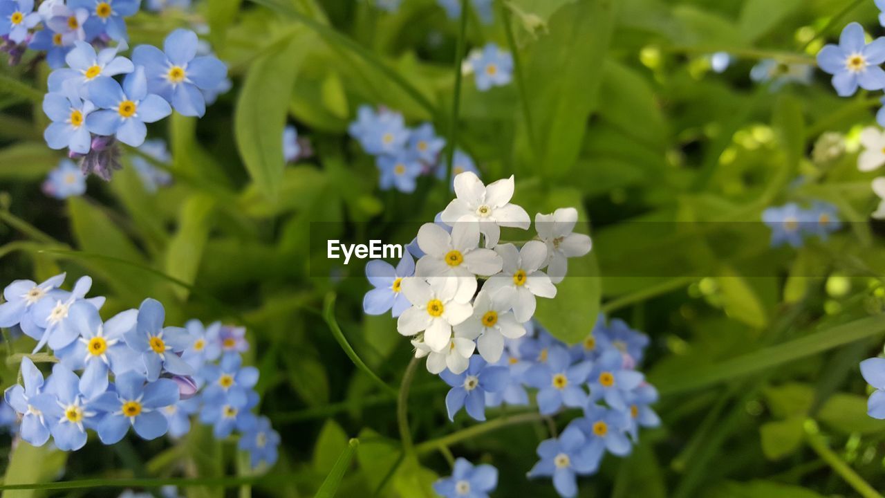 Forget-me-nots