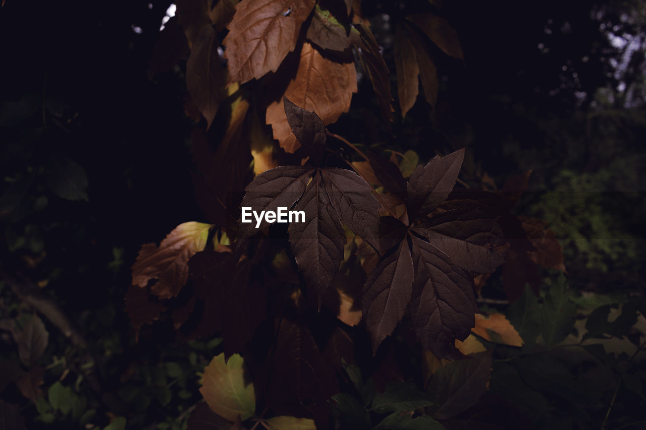 High angle view of autumnal leaves at night