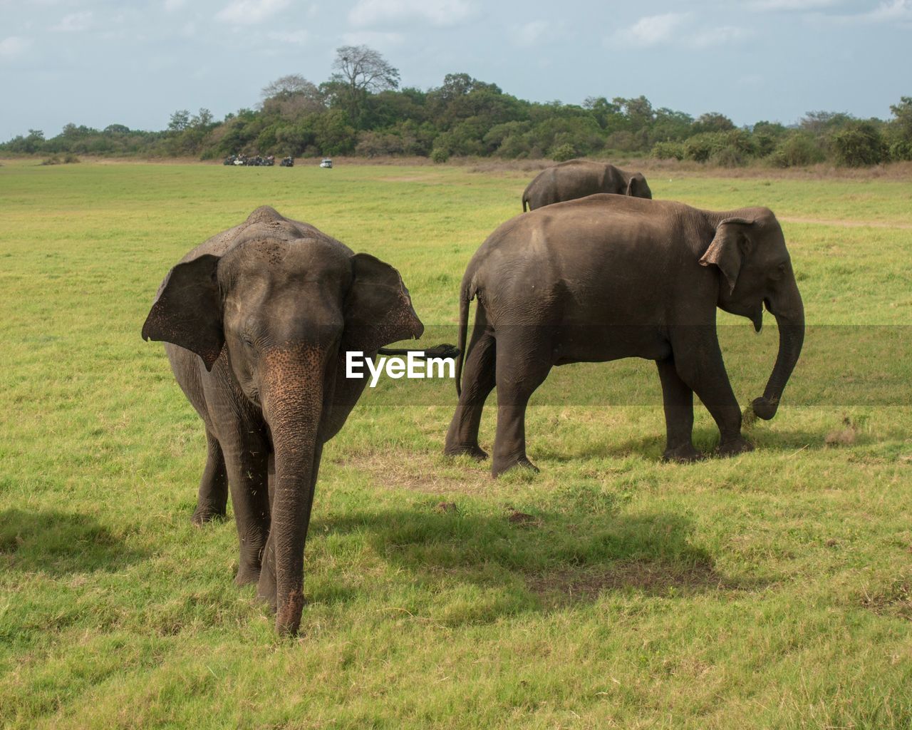 Elephants in minneriya national park, sri lanka
