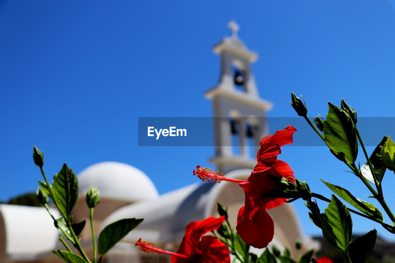 Red hibiscus in front of a greek church