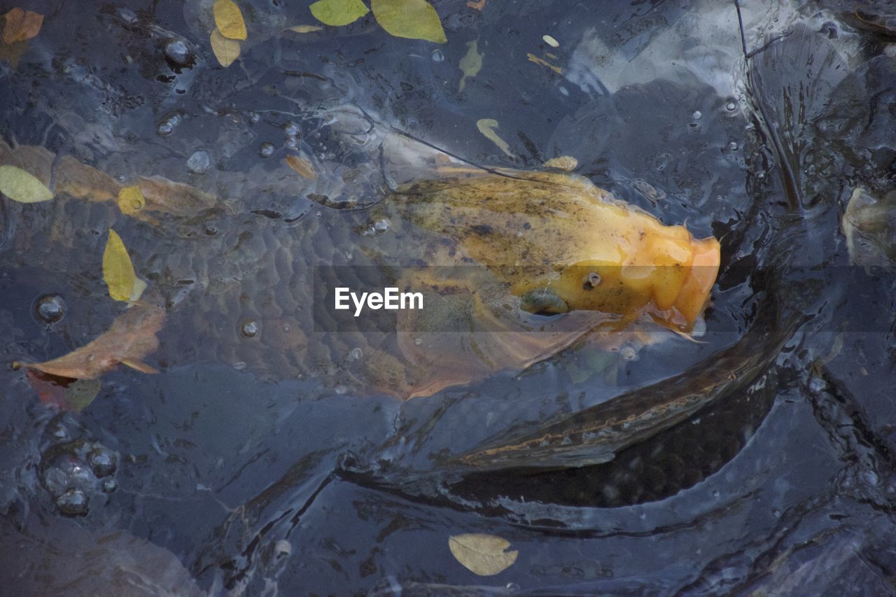 High angle view of fish swimming in water