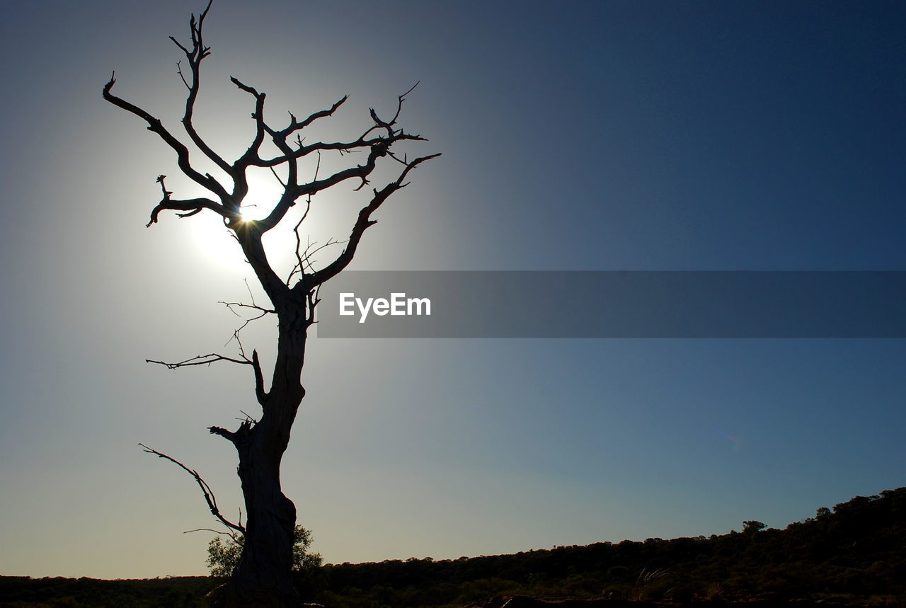 Low angle view of bare tree on field against sky