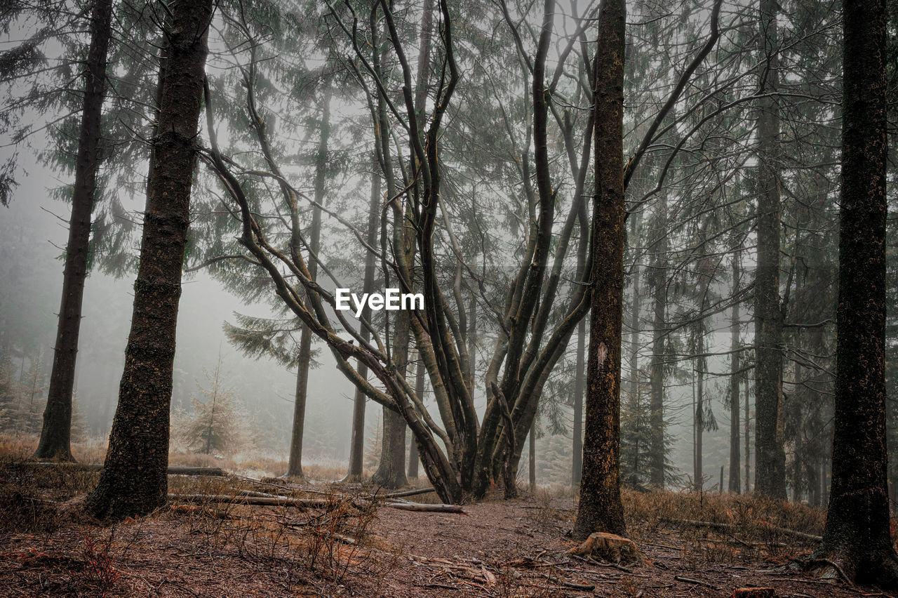 Bare trees in forest