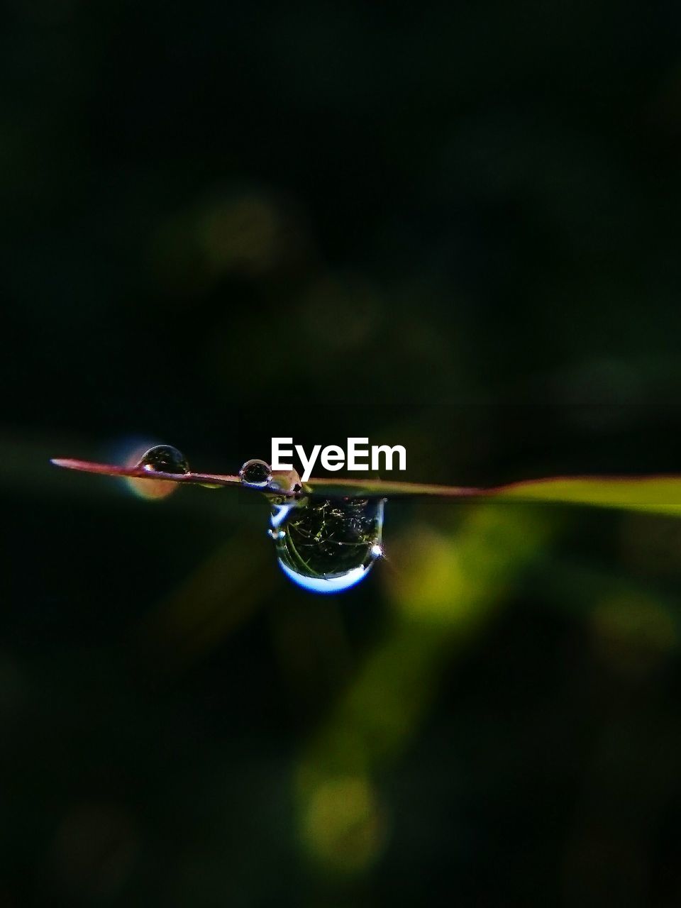 CLOSE-UP OF SPIDER ON WEB