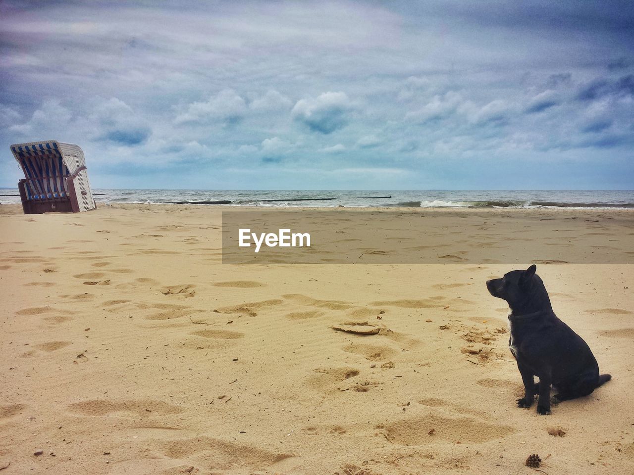 DOG ON SAND AT BEACH AGAINST SKY