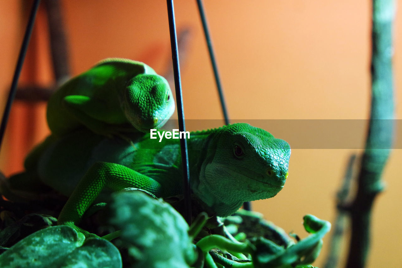 Close-up of lizard on plant