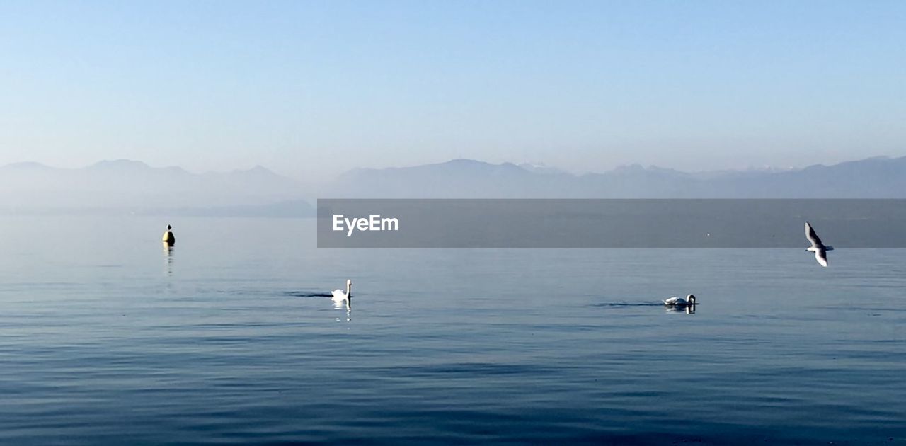 VIEW OF BIRDS SWIMMING IN SEA