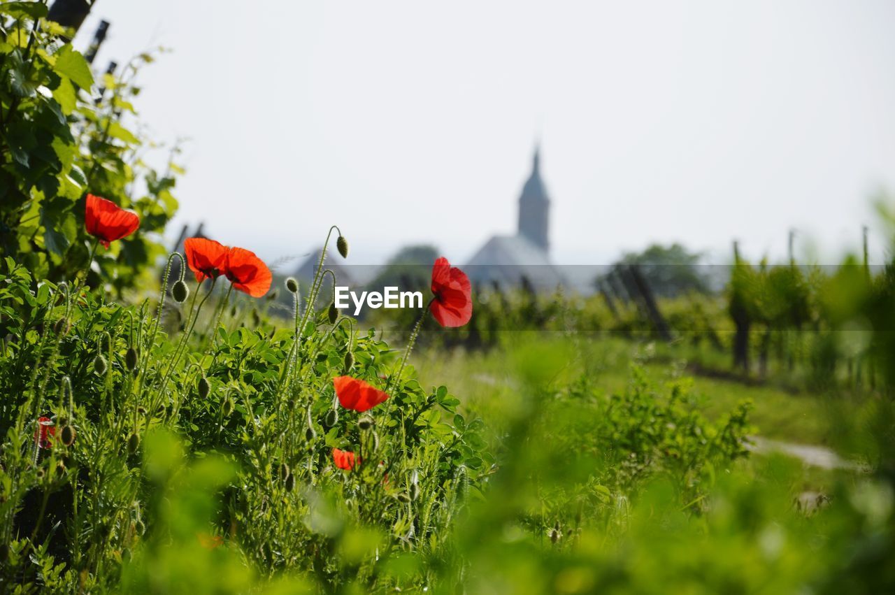 Close-up of red poppies on field against sky