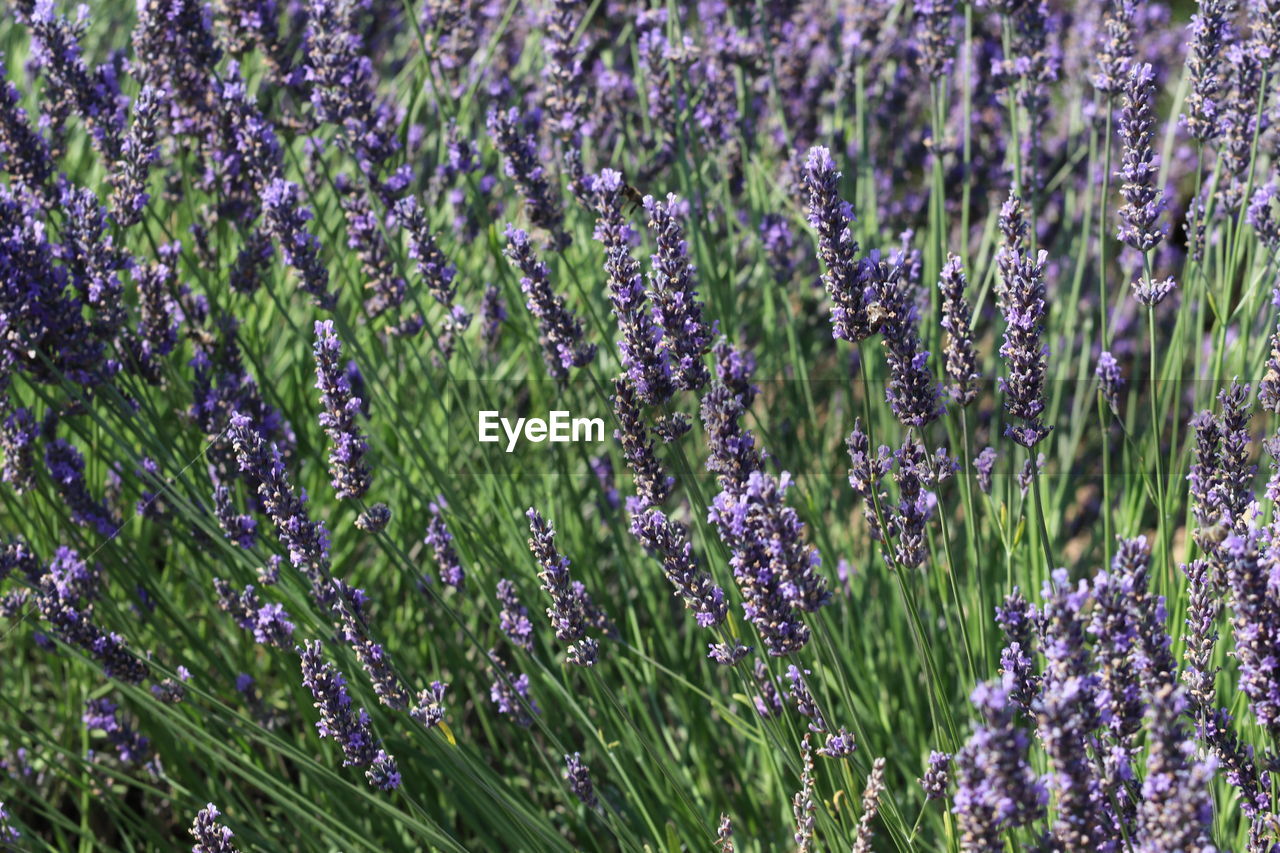 CLOSE-UP OF PURPLE LAVENDER FLOWERS IN FIELD