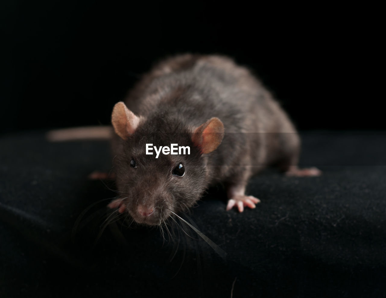 Brown rat - rattus norvegicus