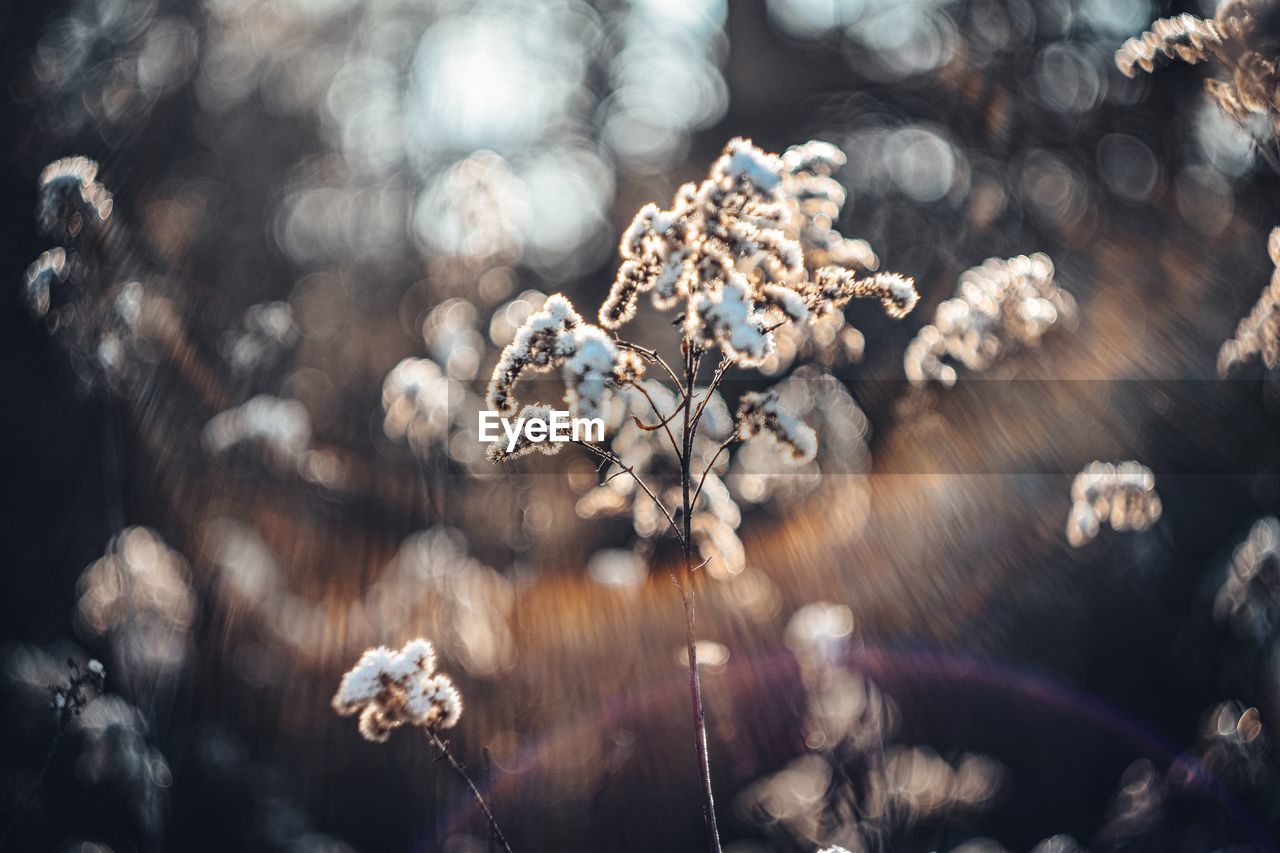 HIGH ANGLE VIEW OF FLOWERING PLANT IN DRY LEAVES