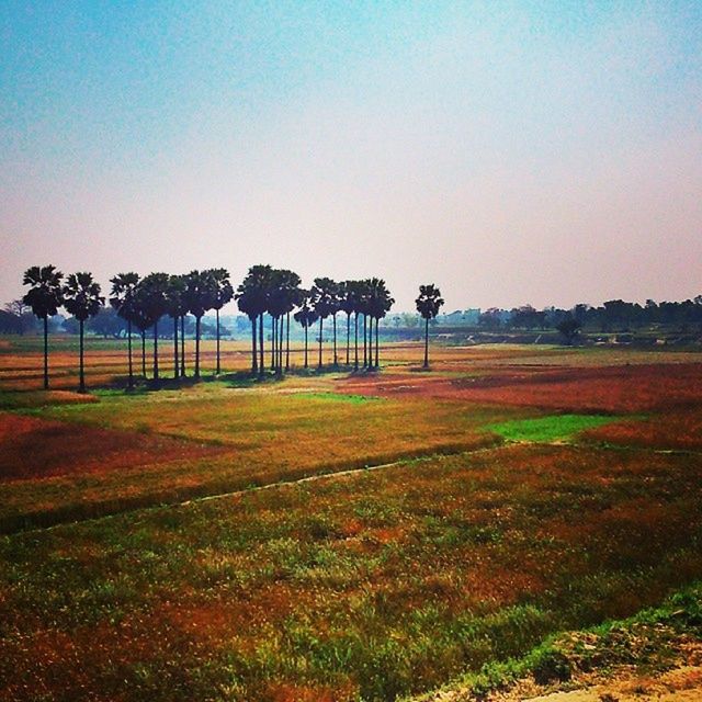 TREES ON GRASSY FIELD AGAINST SKY