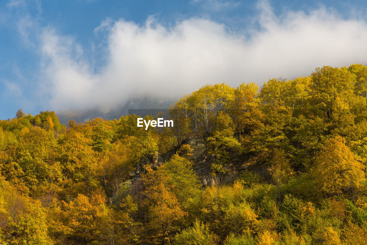 Scenic view of autumn trees against sky. autumn in the mountains. 