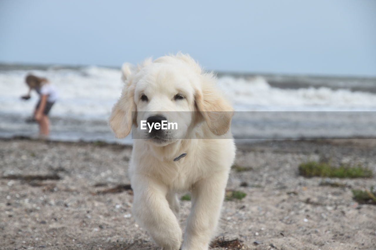 CLOSE-UP OF DOG ON BEACH BY SEA AGAINST SKY