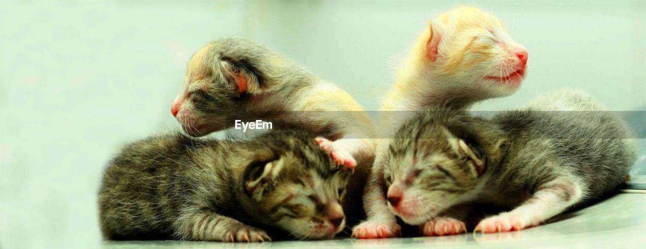 CLOSE-UP OF CATS RELAXING ON FLOOR