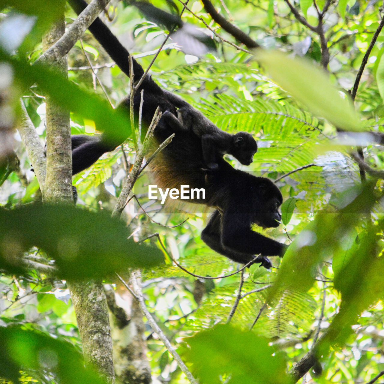 Young monkey clinging to parent