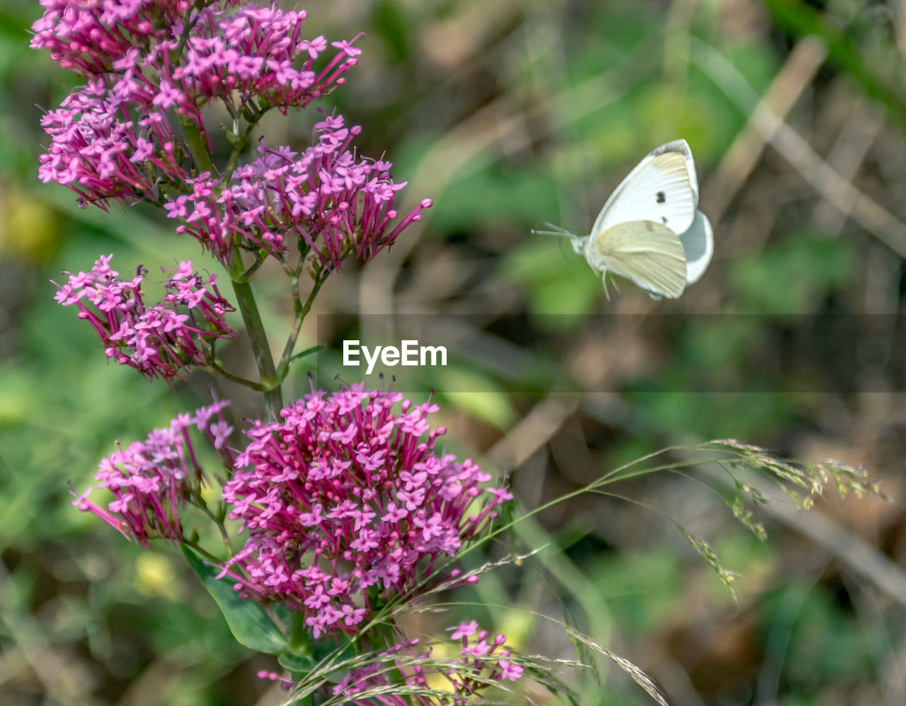 CLOSE-UP OF BUTTERFLY ON PURPLE FLOWERING PLANT