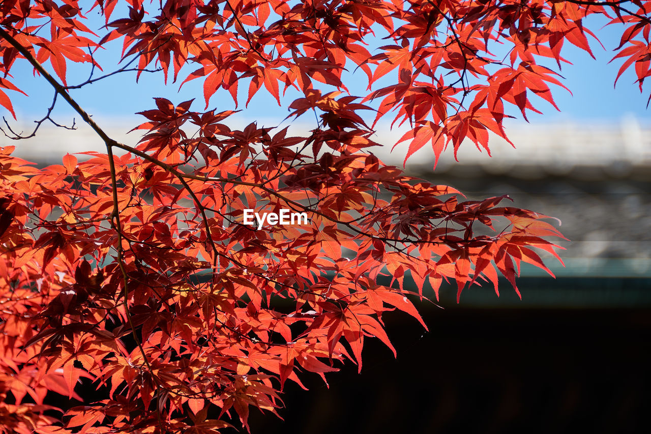 Close-up of maple leaves on tree