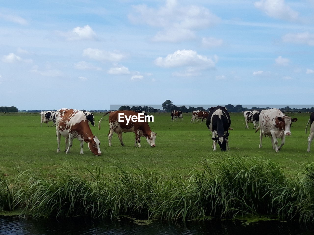 HORSES STANDING IN FIELD