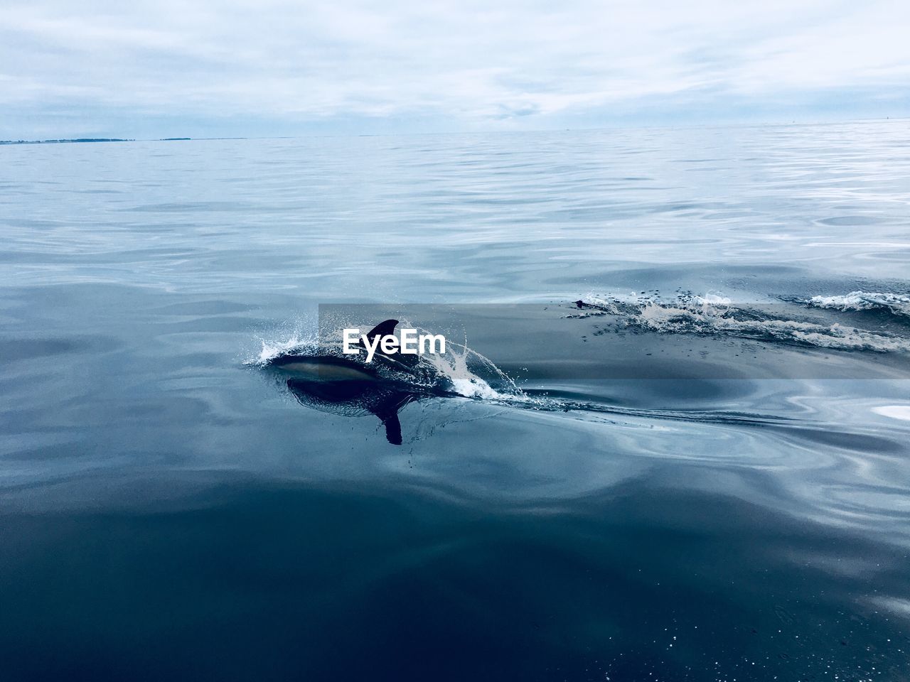 Dolphin swimming in sea