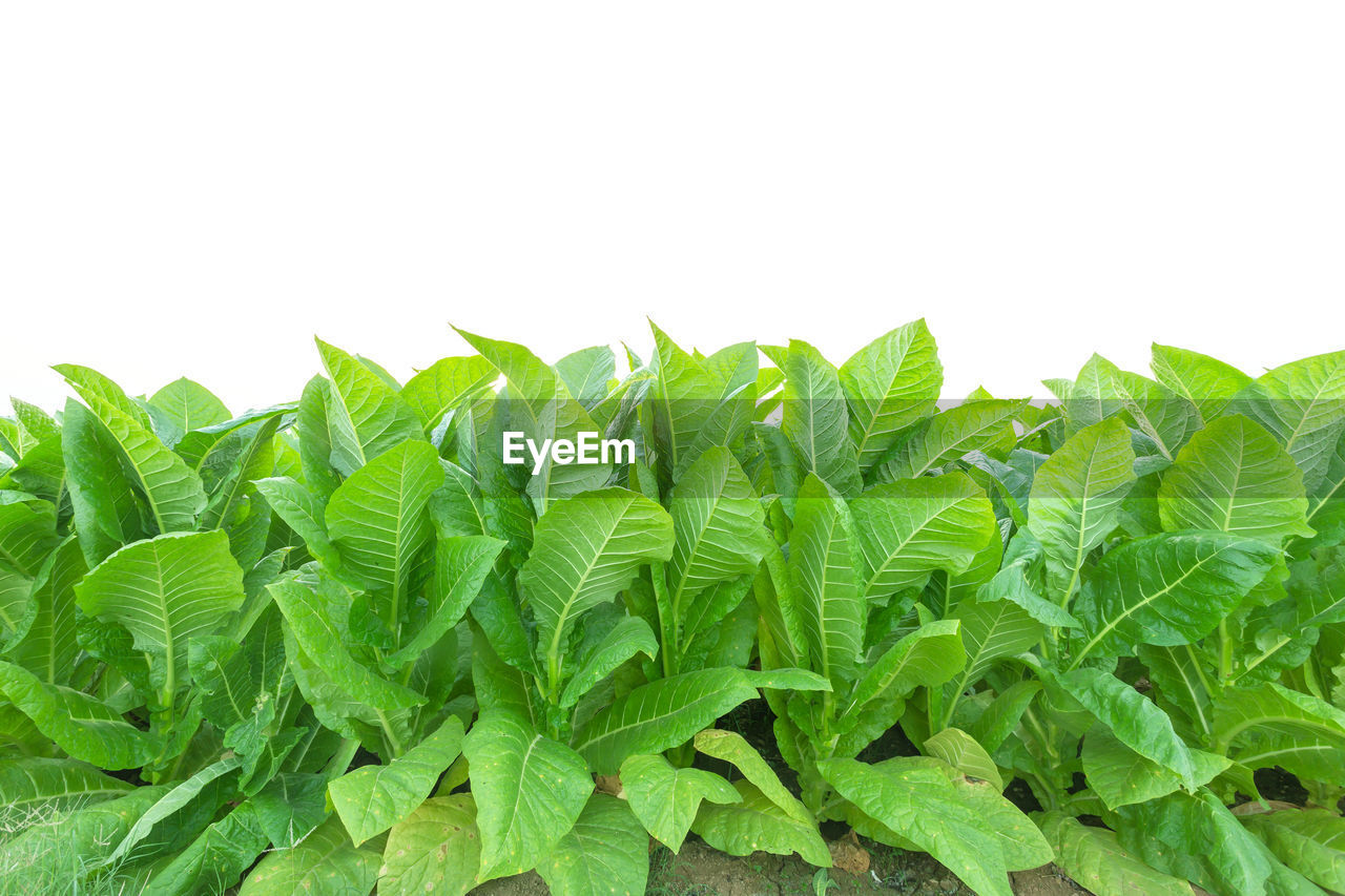 CLOSE-UP OF GREEN LEAVES AGAINST SKY