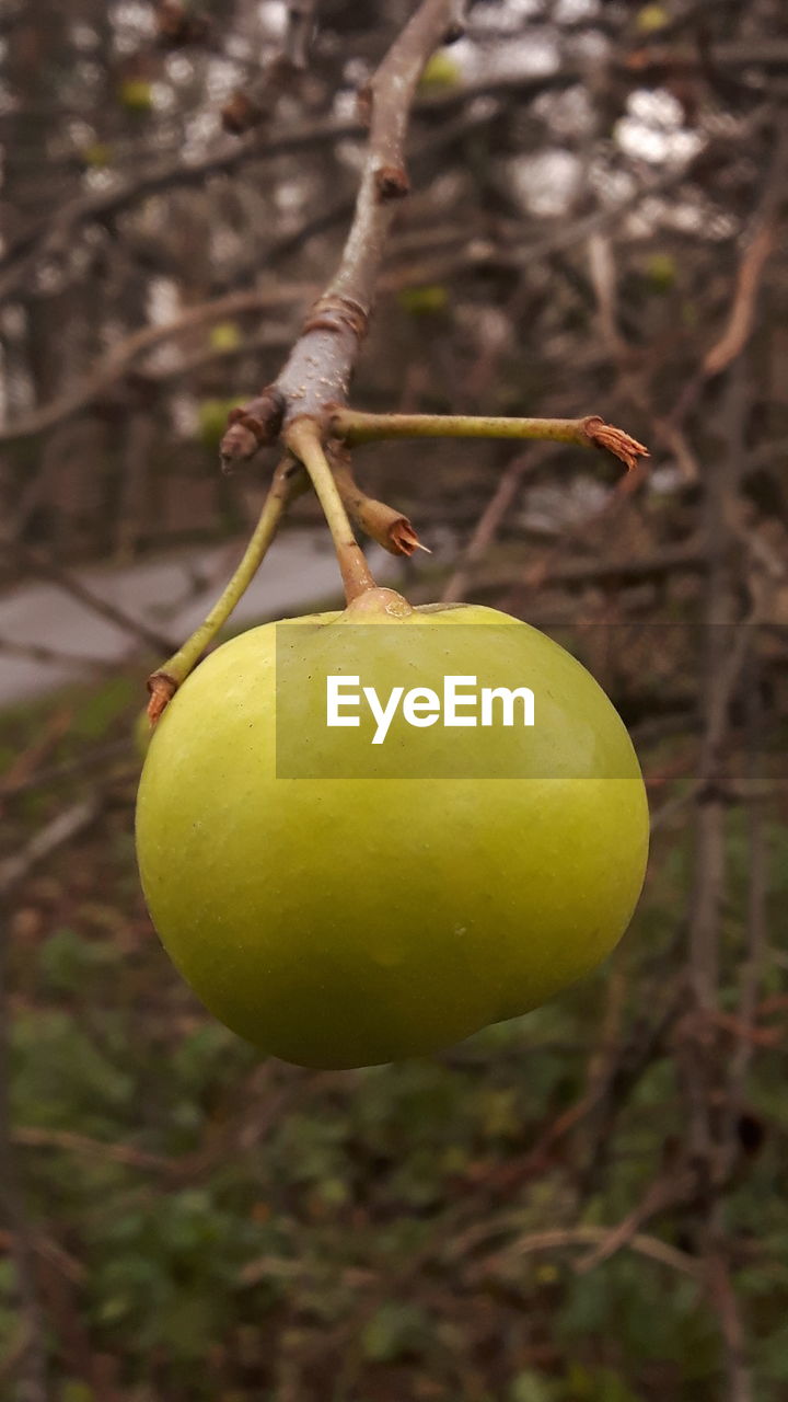 CLOSE-UP OF YELLOW FRUIT ON TREE