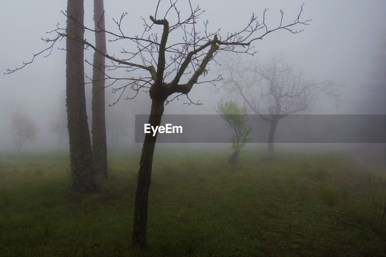 BARE TREE ON LANDSCAPE DURING FOGGY WEATHER