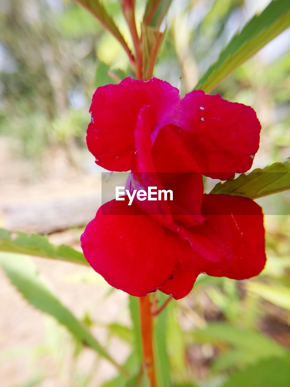 CLOSE-UP OF FLOWER BLOOMING OUTDOORS