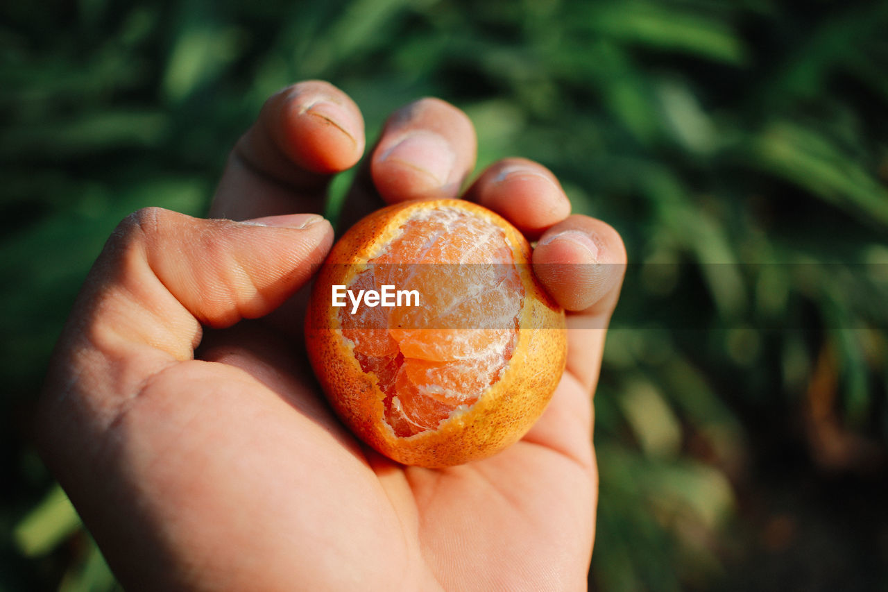 cropped hand of woman holding fruit