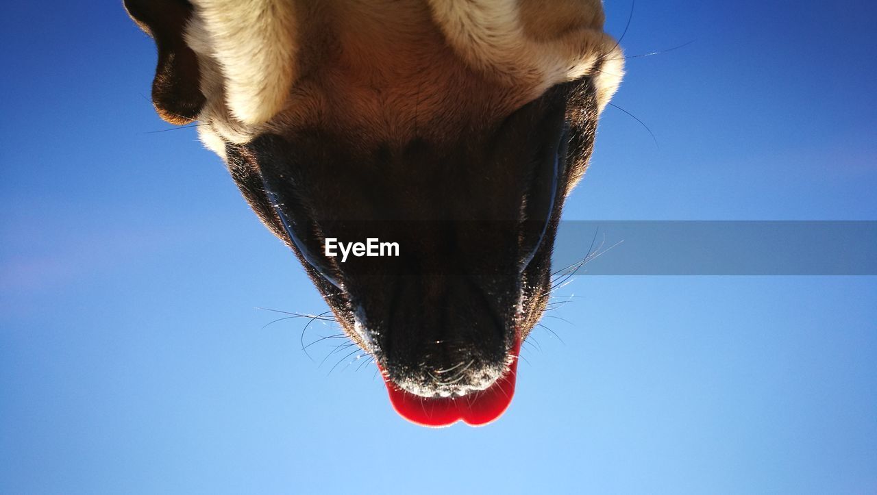 CLOSE-UP OF HORSE AGAINST SKY