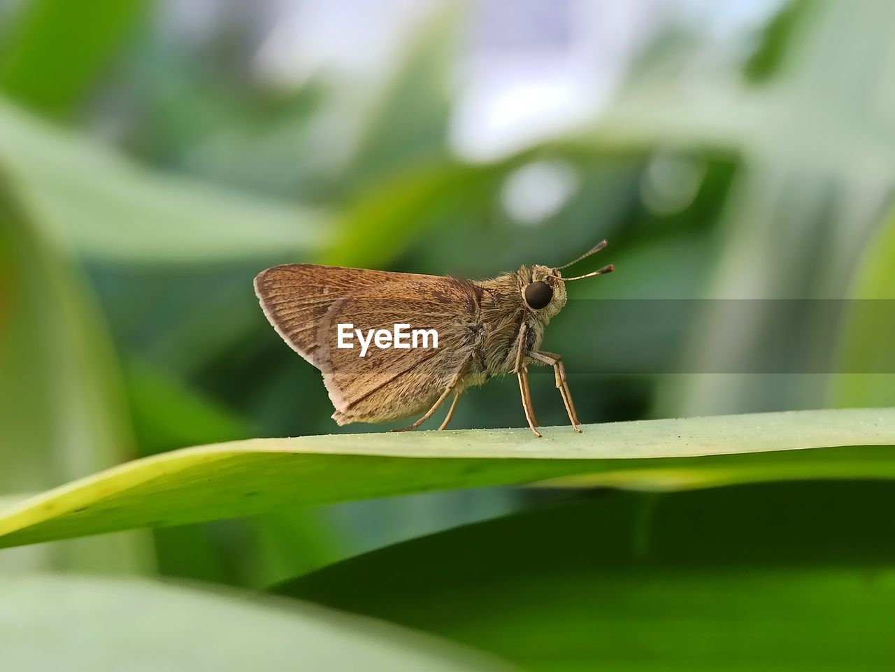 butterfly on plant