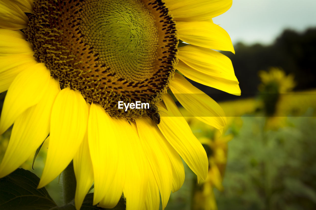 CLOSE-UP OF YELLOW SUNFLOWER ON PLANT