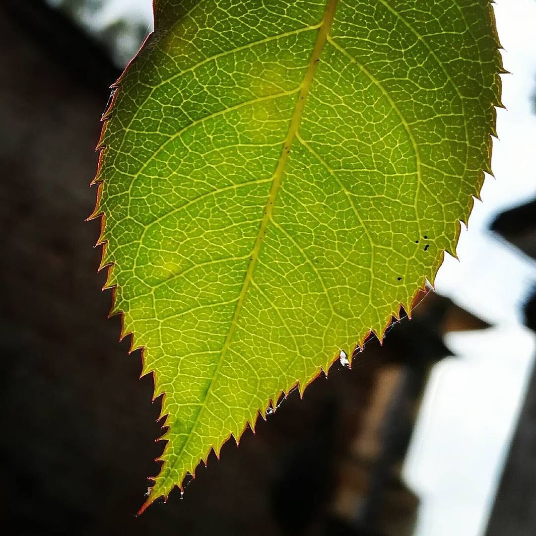 Close-up of maple leaf