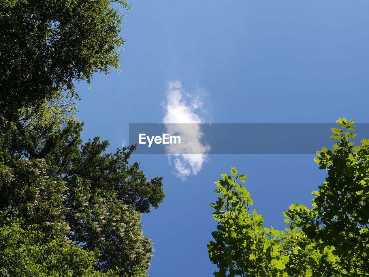 LOW ANGLE VIEW OF TREE AGAINST BLUE SKY