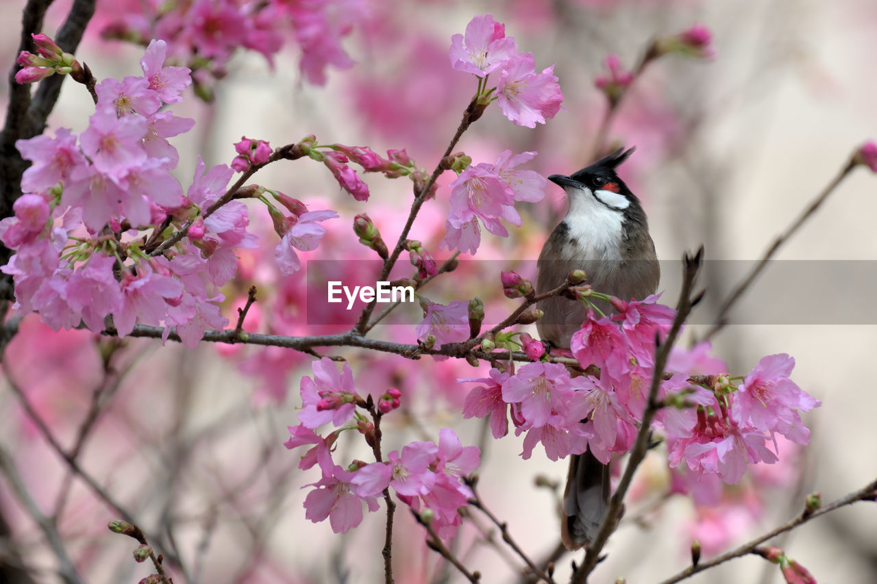 plant, flower, tree, pink, spring, flowering plant, beauty in nature, branch, blossom, animal themes, springtime, animal, bird, fragility, nature, animal wildlife, freshness, cherry blossom, growth, no people, wildlife, outdoors, one animal, perching, focus on foreground, cherry tree, petal, day, close-up, plum blossom