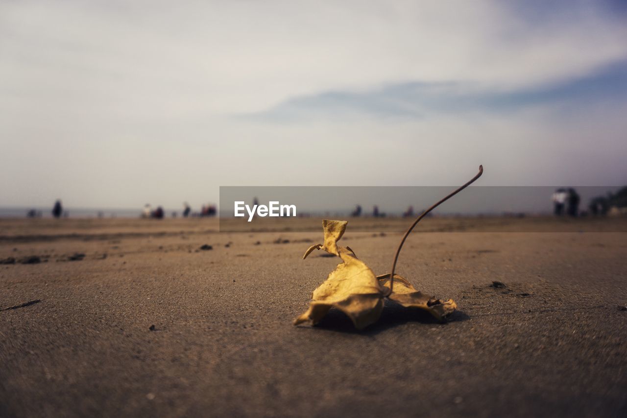 CLOSE-UP OF DRY AUTUMN LEAF ON SAND AGAINST SKY