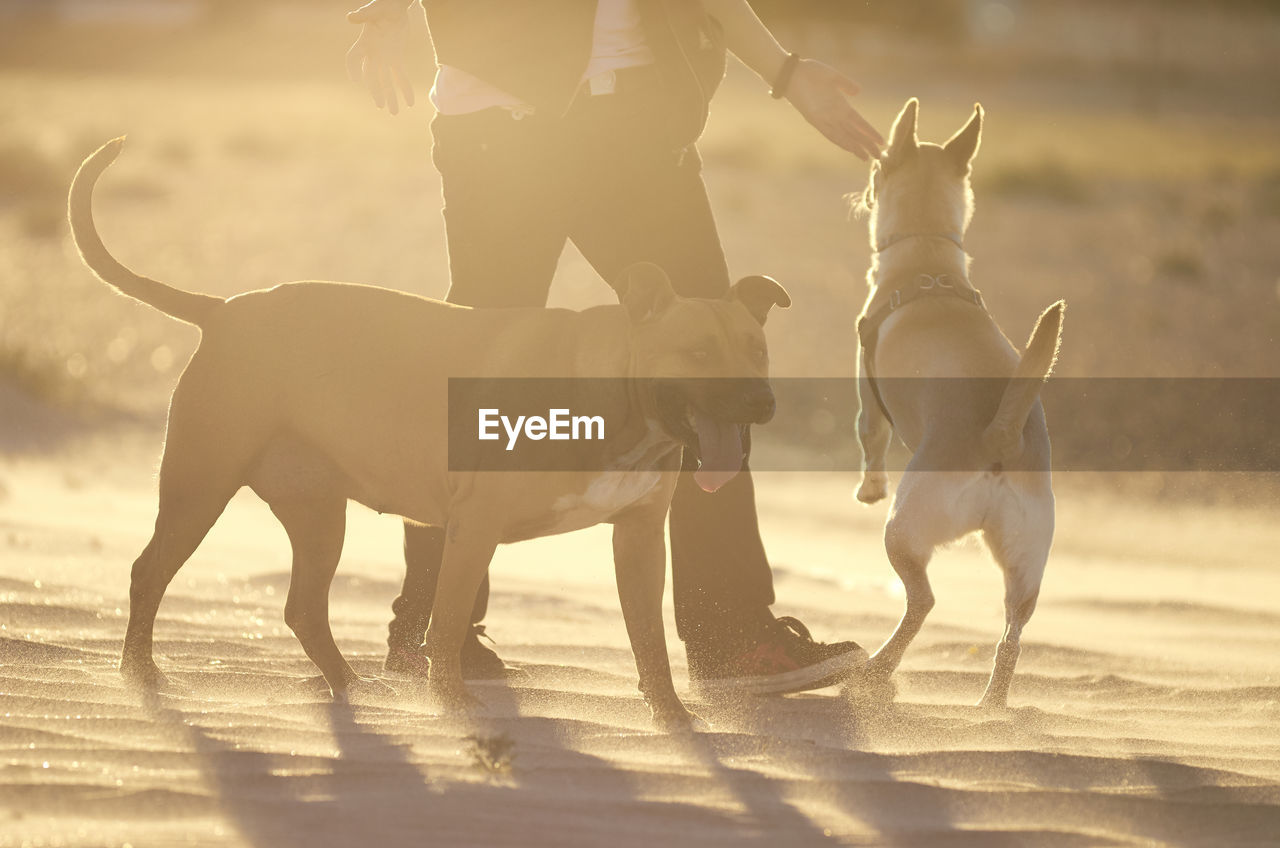 LOW SECTION OF PEOPLE WITH DOGS ON BEACH