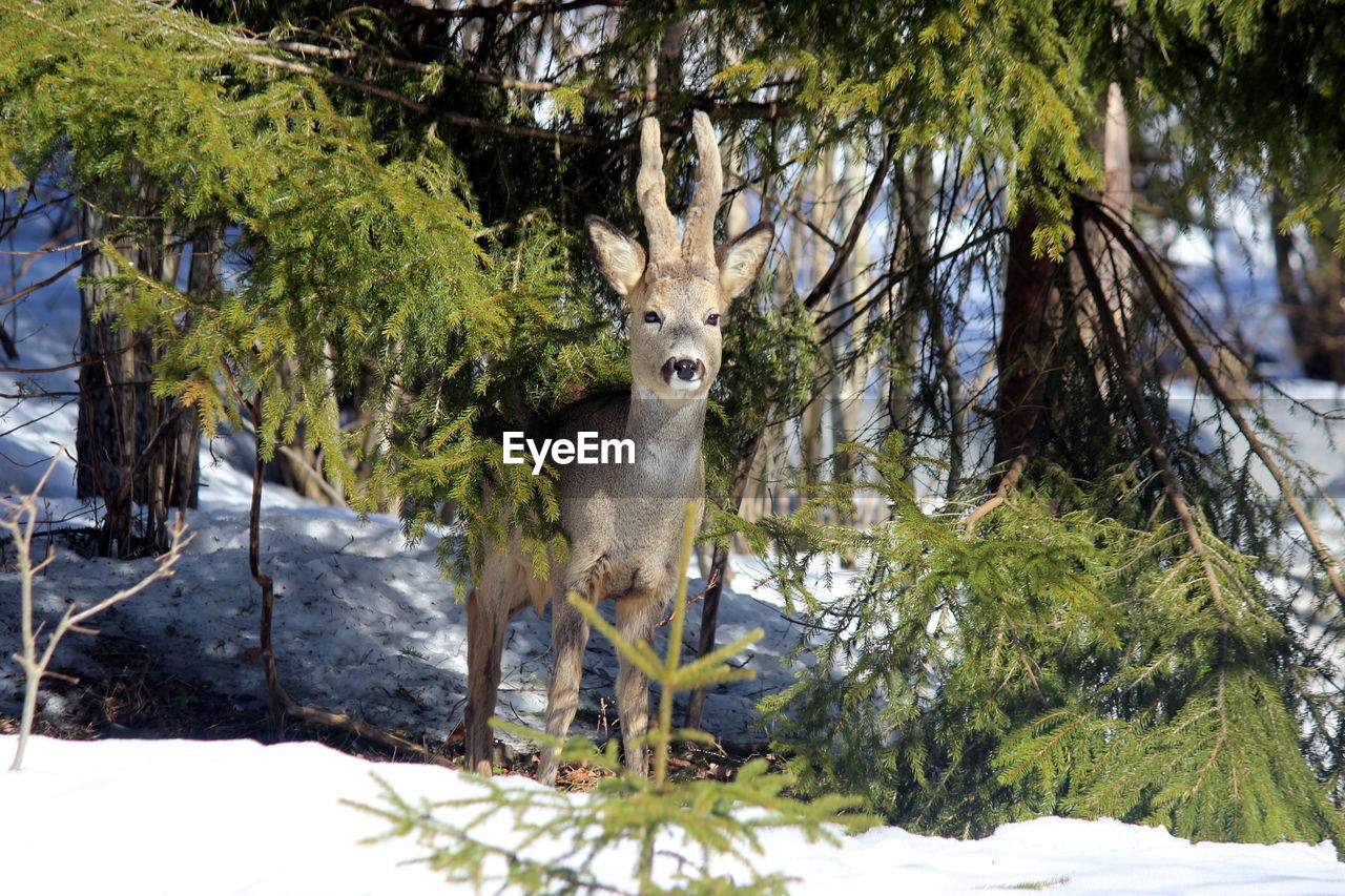 Portrait of deer on snow