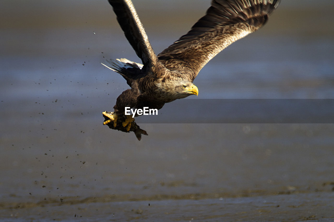 The white-tailed eagle in flight with a caught fish, crna mlaka fishpond