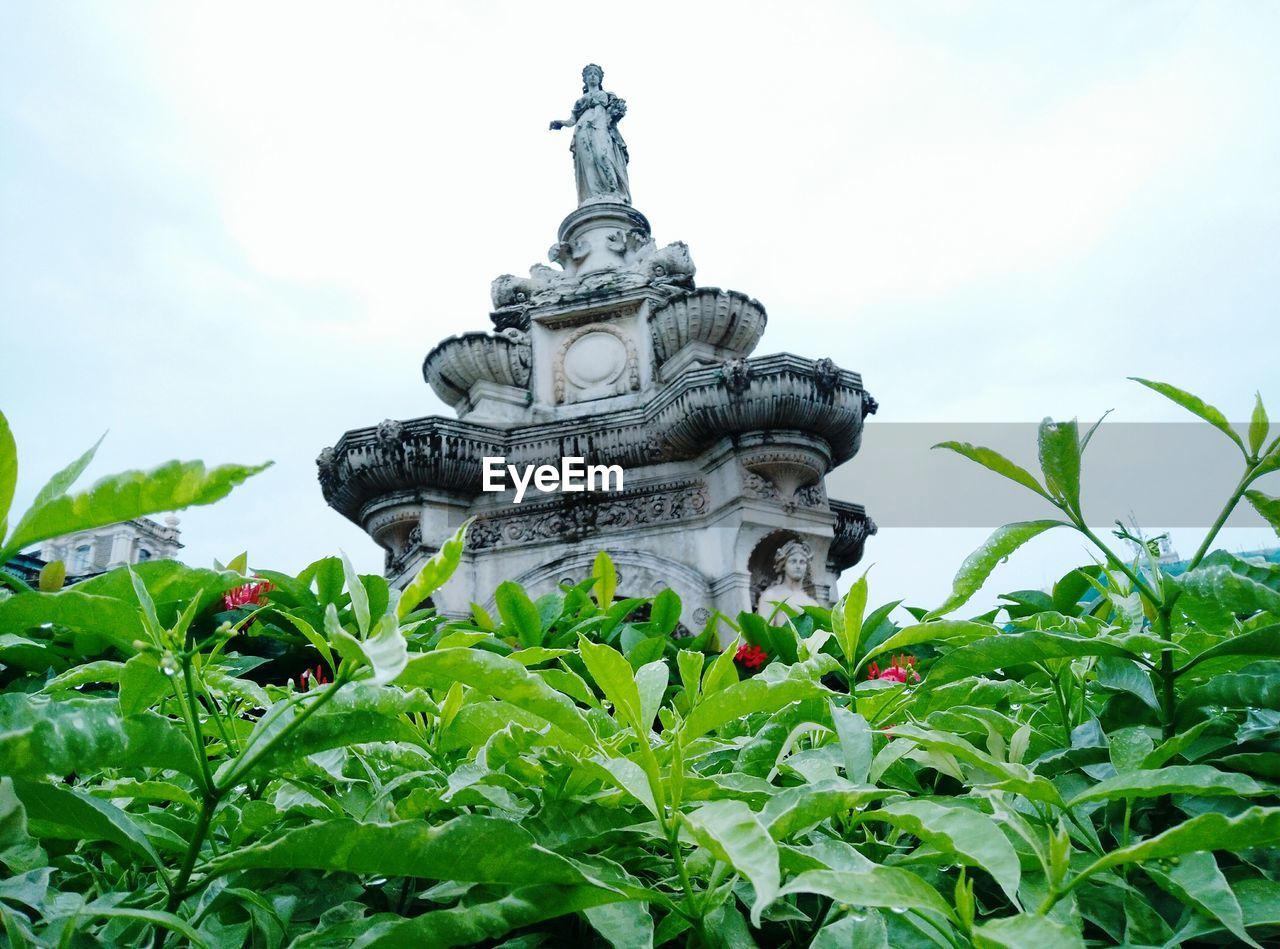 LOW ANGLE VIEW OF PLANTS AGAINST SKY