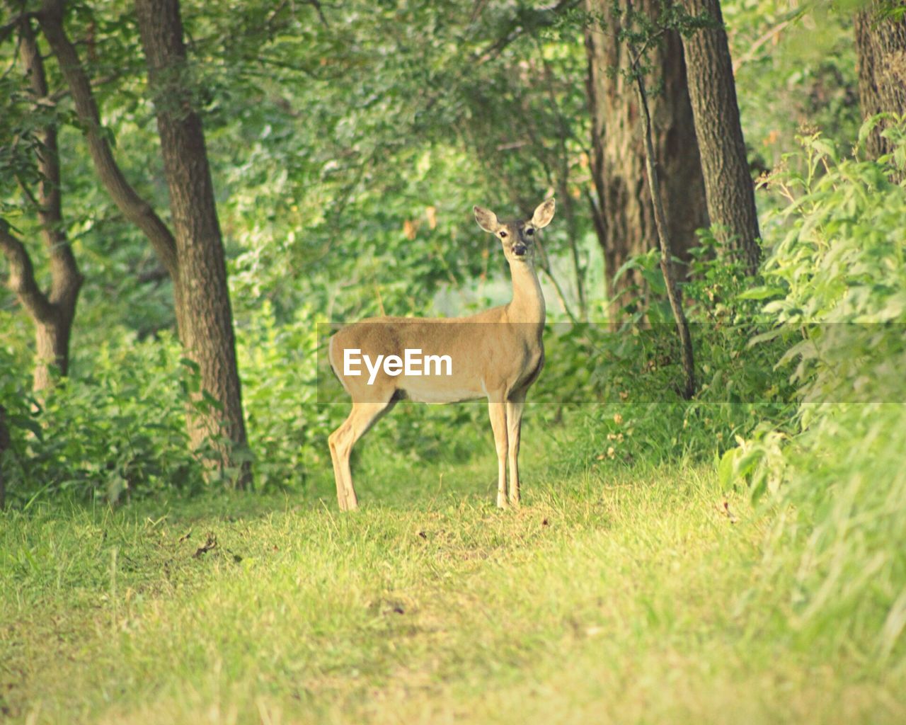 Deer standing on grassy field against trees in forest