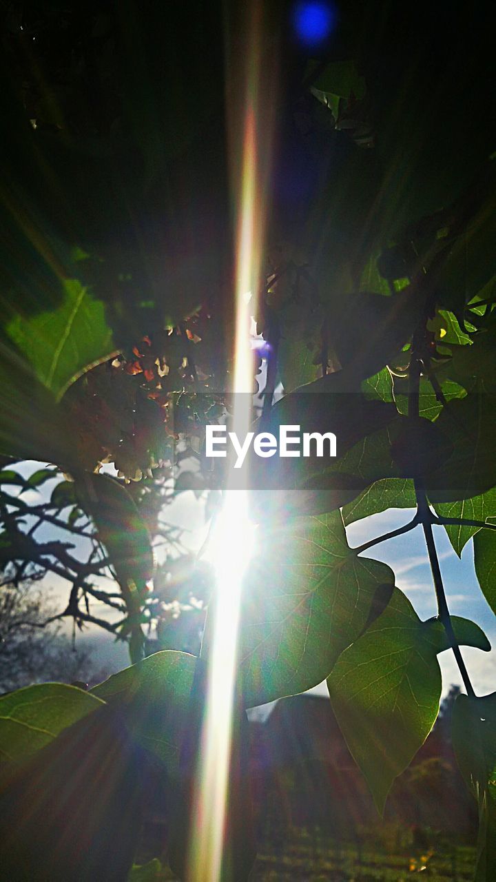 LOW ANGLE VIEW OF TREES