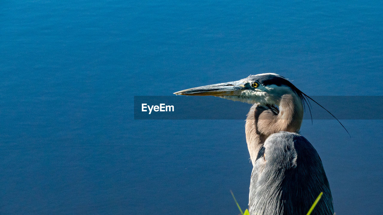 Close-up of a bird