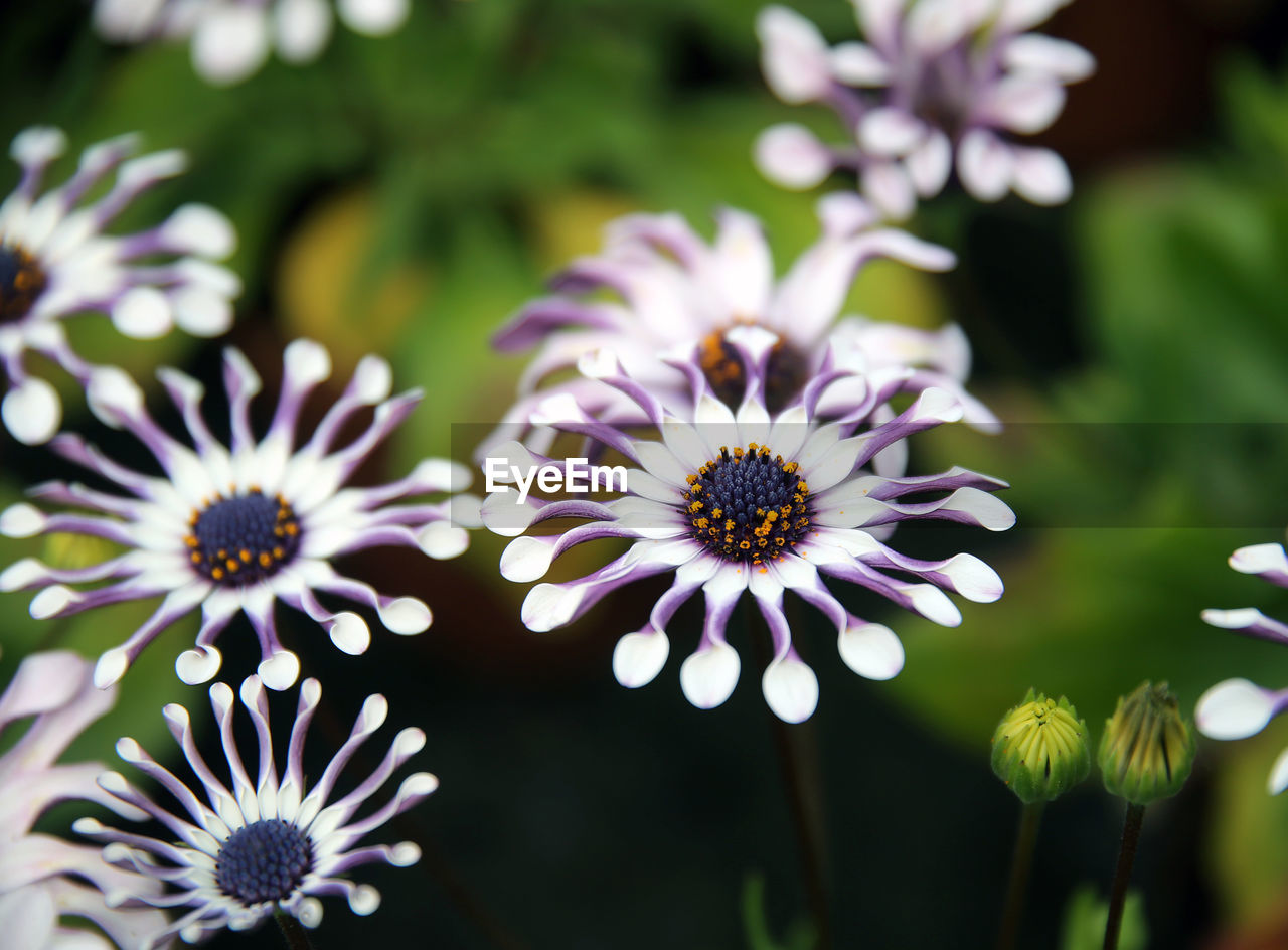 CLOSE-UP OF PURPLE DAISIES